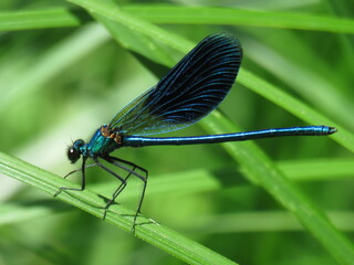 dragonfly, стрекоза