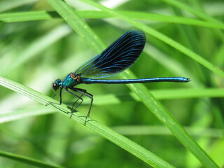 стрекоза, dragonfly
