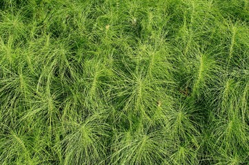 green grass texture
