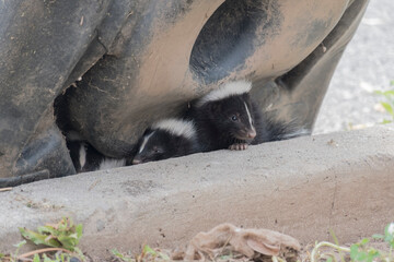 Cute baby skunks