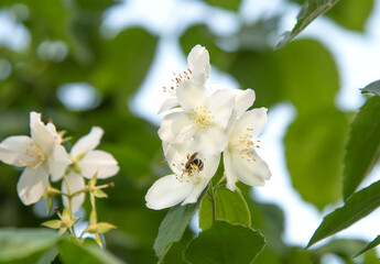 A bee collects nectar from a jasmine flower