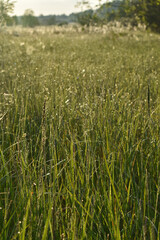sunrise in the summer forest