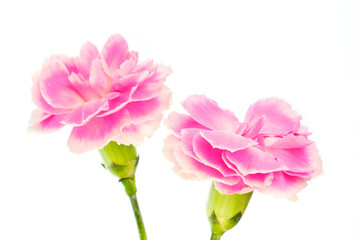 Bright purple carnations on white background