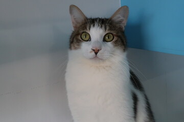 portrait of a cat