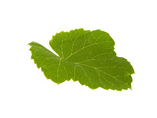 grape leaf isolated on white background