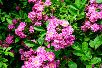 Bush with many delicate vivid pink magenta rose in full bloom and green leaves in a garden in a sunny summer day, beautiful outdoor floral background photographed with soft focus.