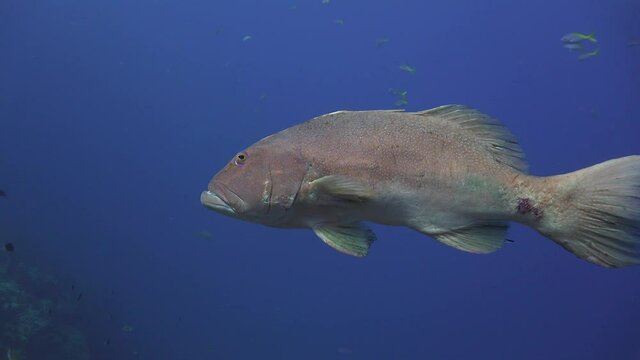 The coral trout, leopard coral grouper, or leopard coral trout (Plectropomus leopardus with fungi decease on it's body. Closeup shot 