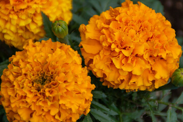 calendula flowers in the garden