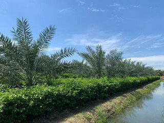 Cultivation of date palms in Thailand. Agriculture in the Southeast asia.on blue sky background.