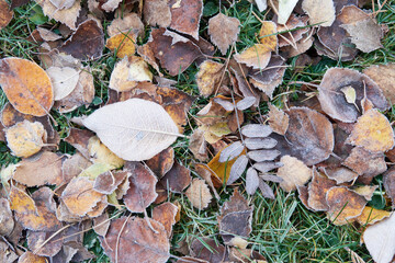 Beautiful golden brown and yellow frozen fallen leaves on a frozen green grass background. Leaves photographed from above. Autumn and winter seasonal weather.