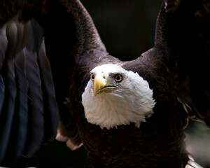 Bald Eagle Stock Photos.  Bald Eagle head close-up profile view with black contrast background, looking at the you with spread wings in its environment and habitat. Image. Portrait. Picture.