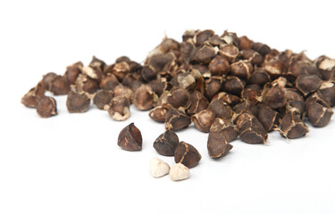 Moringa seeds are obtained from the pods of the Moringa plant (Moringa Oleifera) or the drumstick tree, native to Northern India.