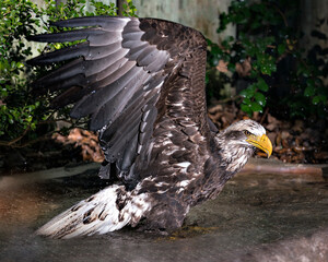 Bald Eagle Photos. Pictures. Image. Portrait. Juvenile bird.  Bathing with spread wings. Splashing water. Foliage background. 