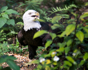 Bald Eagle Bird Stock Photos. Image. Portrait. Picture. Foliage background and foreground. Open beak. Head close-up. 