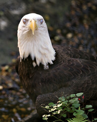 Bald Eagle Stock Photo.  Bald Eagle head close-up profile displaying  its third eyelid protective membrane in its habitat and environment. 