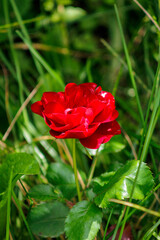 single red rose