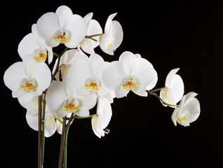 White orchid plant #03