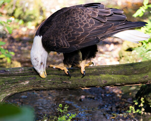 Bald Eagle bird Stock Photo. Bald Eagle close-up profile in perched on a log by the water with a foliage background displaying brown plumage body, white head, eye, beak, talons, plumage in its habitat
