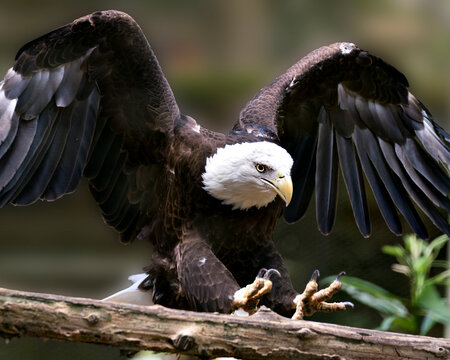 Bald Eagle Stock Photos. Bald Eagle close-up profile view landing on a branch with spread wings with blur background, in its environment and habitat. Image. Portrait. Picture.