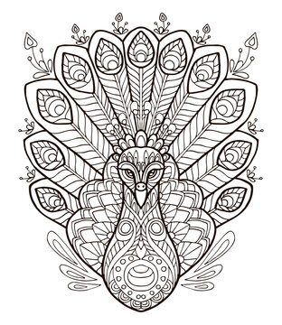 Peacock coloring vector