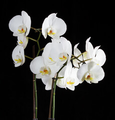 White orchid plant #02