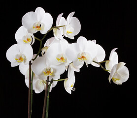 Fototapeta na wymiar White orchid plant #01