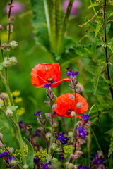 red poppy flowers
