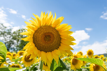 Naklejka premium Girasole in pieno sole, colorato, gioioso, salute e bellezza, per cataloghi, riviste, magazine e pubblicità commerciale