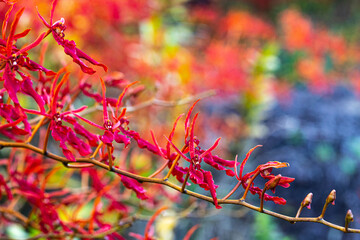 Renanthera coccinea Lour, Beautiful rare wild orchids in tropical forest of Thailand.