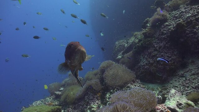 The coral trout, leopard coral grouper, or leopard coral trout (Plectropomus leopardus at the cleaning station 