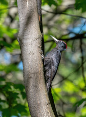 Close up of Black woodpecker (Dryocopus martius)