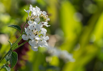 Fototapeta premium alyssum