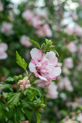 Close up photo of Rose of Sharon (Hibiscus syriacus ) flower in nature garden