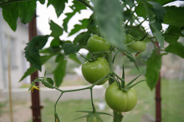 Tomatoes on a branch in the greenhouse. Growing tomatoes in the greenhouse. Unripe green tomatoes. Maturation of tomatoes in the garden.