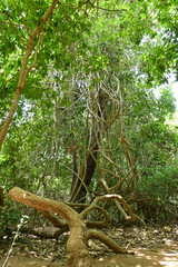 An overgrown vines in forest climbing the old abandoned tall tree.