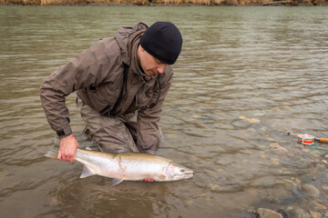 An angler releasing a steelhead back into the Kalum River, Skeena Region, British Columbia, Canada