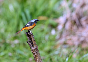 可愛いジョウビタキ