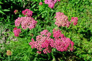 Close up of beautiful vivid pink magenta flowers of Achillea millefolium plant, commonly known as yarrow, in a garden in a sunny summer day..