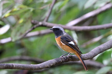 可愛いジョウビタキ