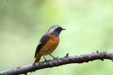 可愛いジョウビタキ