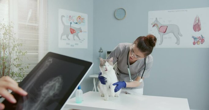 Young beautiful female veterinarian examines a cat on an examination table at a veterinary clinic while her colleague cheek x-rays on a tablet. Concept of pets care, veterinary, healthy animals.