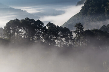 Sunrise on mountain forest pine tree with fog morning fresh air