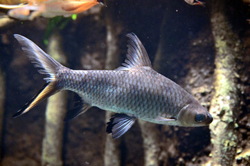 水中をゆっくり泳ぐ銀色のシルバーシャーク