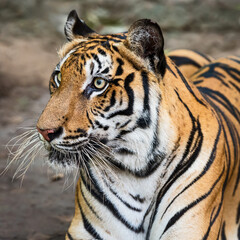 Close-up of a tiger's face. (Panthera tigris corbetti) in the natural habitat, wild dangerous animal in the natural habitat, in Thailand.