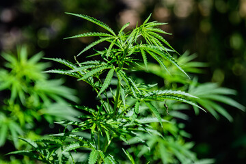 Fresh green organic hemp or cannabis leaves cultivated in an urban garden, in a summer day, beautiful outdoor monochrome green background photographed with soft focus, urban gardening.
