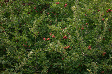 Apple trees in an Orchard in Wilkes County in North Carolina. © Johnnie Laws