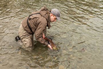 A fisherman releasing a red sockeye salmon back into the river - catch and release