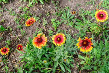 Many vivid red and yellow Gaillardia flowers, common name blanket flower, and blurred green leaves in soft focus, in a garden in a sunny summer day, beautiful outdoor floral background.