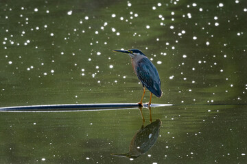 A Striated Heron perching in a lake hunting in the early morning with a starry background.  A bird in morning light.  A lone bird in a pond.  Bird with artistic background.