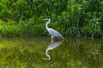 The elegant Cocoi Heron standing along the shoreline with his reflection.